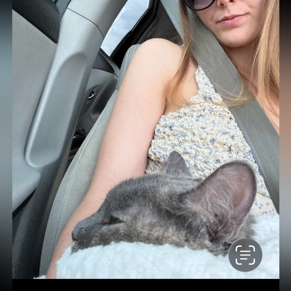 Meet your Posher, Moonlight - Picture 3 of 3